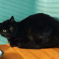 PRINCESSE AYA, chatte à adopter