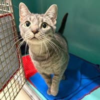 EVELY, chatte à adopter