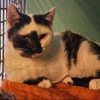 QUINN, chat à adopter