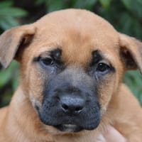 PRALINE CHAO, chien à adopter