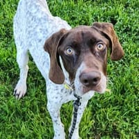 BADABOUM QCN, chien à adopter