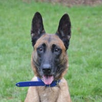 DAISY CHAO, chienne à adopter