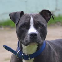 KAHWA CHAO, chienne à adopter