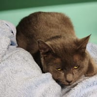 IVOIRE, chatte à adopter