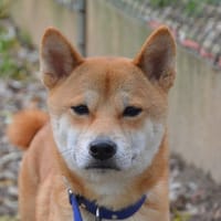 GLY CHAO, chien à adopter