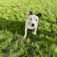 GAIA, chienne à adopter