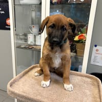 MACARON, chien à adopter