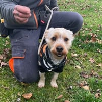 COLT OAA19849, chien à adopter