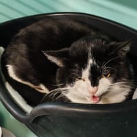 LACK, chat à adopter