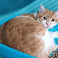 FILOU, chat à adopter