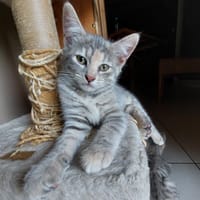 Mira, chatte à adopter