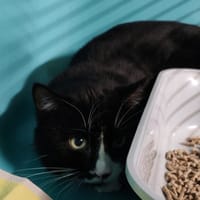 FELIX, chat à adopter