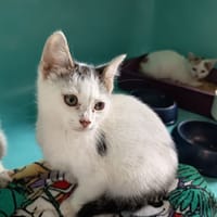 VOLANTIS C, chat à adopter