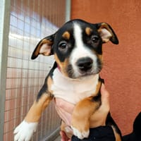 COCA, chienne à adopter