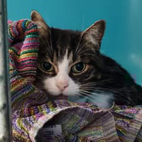 BRYAN, chat à adopter