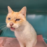 junior, chat à adopter