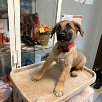 PRALINE, chienne à adopter