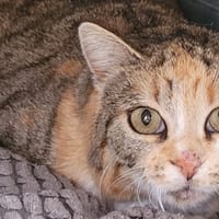 HOPE, chatte à adopter