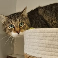 Tora, chat à adopter