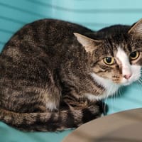 MOLLY, chatte à adopter