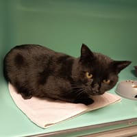 QARTH C, chat à adopter