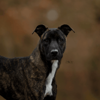 Skippy, chien à adopter