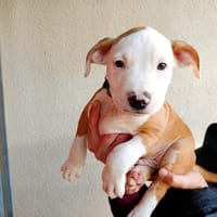 FANTA, chien à adopter