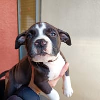 PICON, chien à adopter