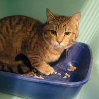 Montigros, chat à adopter