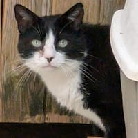 LIVAÏ QCT, chat à adopter