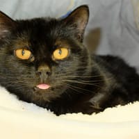 ELSA QCT, chatte à adopter