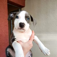 BLOODY MARY, chien à adopter