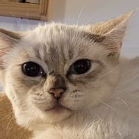 PERLE, chatte à adopter