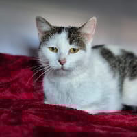 merline, chatte à adopter