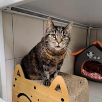 EOMER QCT, chat à adopter