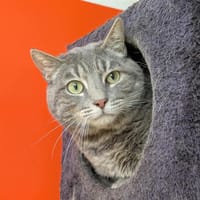 CHICAGO QCT, chat à adopter