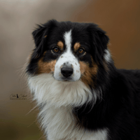 Eliott(reservé), chien à adopter