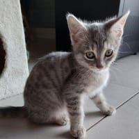 Mingle, chatte à adopter