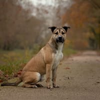 Charly, chien à adopter