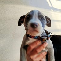 SEVEN UP, chien à adopter