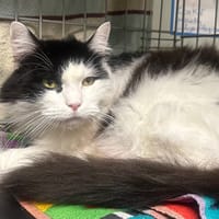 COOKIE (Felv+), chat à adopter