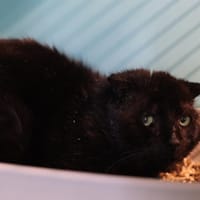VADROUILLE, chat à adopter