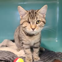 Mino, chat à adopter