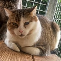 VOLOTEA QCT, chatte à adopter