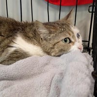 VOLOTEA, chatte à adopter