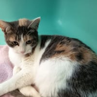 YUNKAÏ C, chatte à adopter