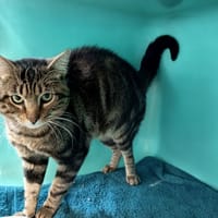 GROGNON C, chat à adopter