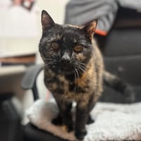 CHOCOLATE, chatte à adopter