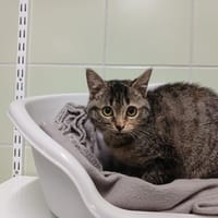 EDMEE, chatte à adopter