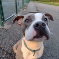 HADES, chien à adopter